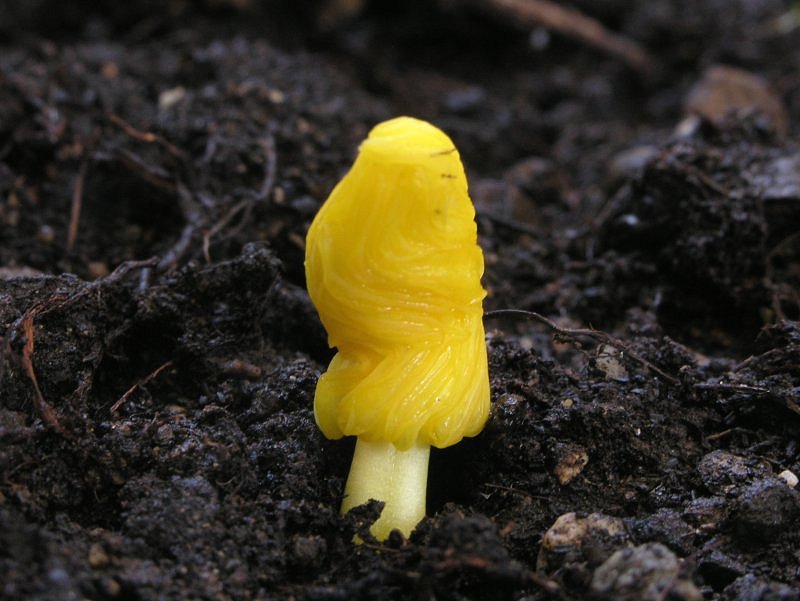 e meno male che c'' l''orto